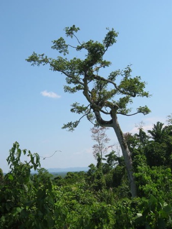 A ceiba tree